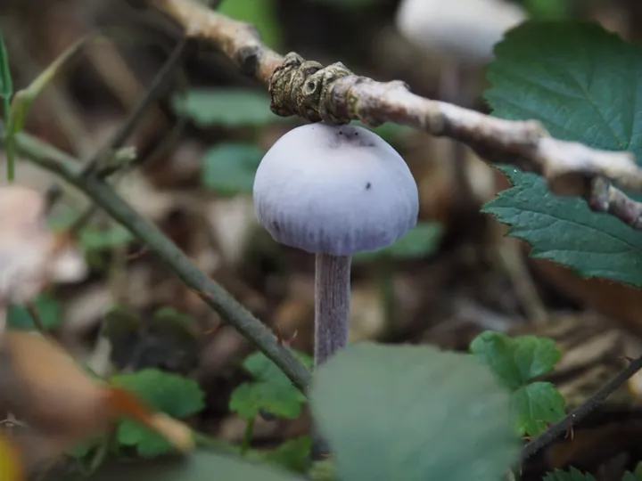 Vagevuurbos en Lippensgoed-Bulskampveld (België)